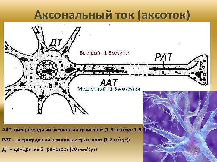 Аксональный ток (аксоток) Быстрый 1 5 м/сутки Медленный 1 5 мм/сутки ААТ- антероградный аксоновый