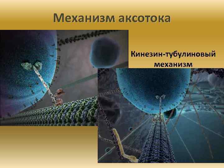 Механизм аксотока Кинезин-тубулиновый механизм 