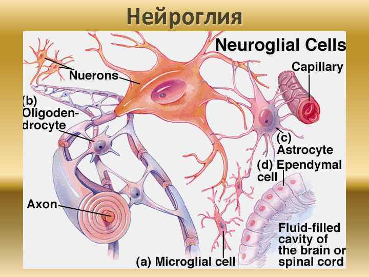 Определите разновидность нейроглии обозначенной стрелками на рисунке