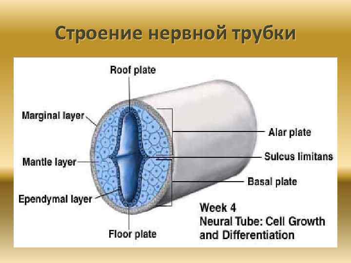 Функции нервной трубки