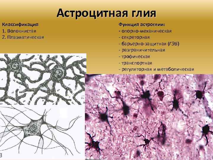 Астроцитная глия Классификация 1. Волокнистая 2. Плазматическая Функция астроглии: - опорно механическая секреторная барьерно
