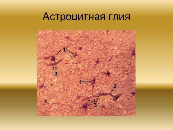 Астроцитная глия 