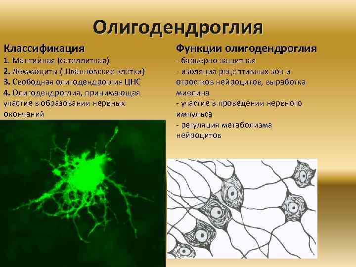Олигодендроглия Классификация 1. Мантийная (сателлитная) 2. Леммоциты (Шванновские клетки) 3. Свободная олигодендроглия ЦНС 4.