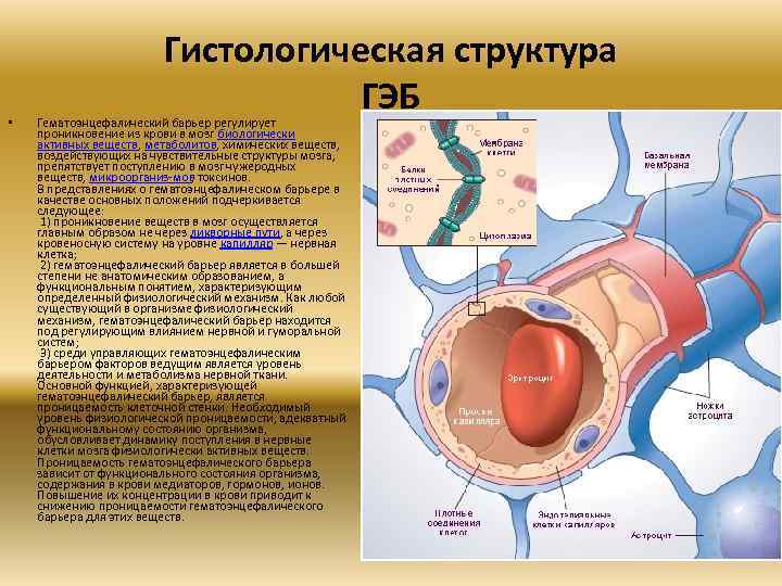  • Гистологическая структура ГЭБ Гематоэнцефалический барьер регулирует проникновение из крови в мозг биологически