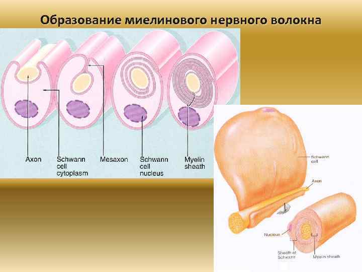 Образование миелинового нервного волокна 