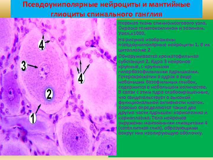 Псевдоуниполярные нейроциты и мантийные глиоциты спинального ганглия • • • Нервная ткань спинномозгового узла.