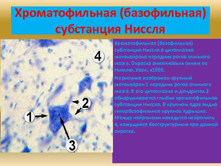 Хроматофильная (базофильная) субстанция Ниссля в цитоплазме мотонейрона передних рогов спинного мозга. Окраска анилиновым синим