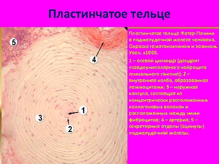 Пластинчатое тельце Фатер-Пачини в поджелудочной железе человека. Окраска гематоксилином и эозином. Увел. х1000. 1