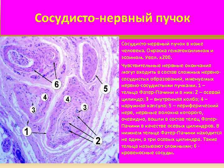 Сосудисто-нервный пучок в коже человека. Окраска гематоксилином и эозином. Увел. х200. Чувствительные нервные окончания
