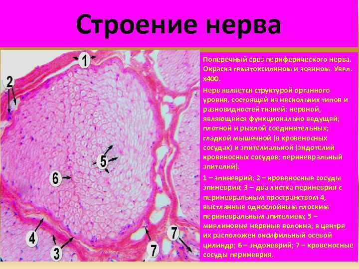 Строение нерва Поперечный срез периферического нерва. Окраска гематоксилином и эозином. Увел. х400. Нерв является