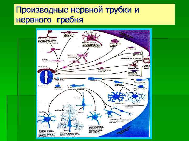 Производные нервной трубки и нервного гребня 