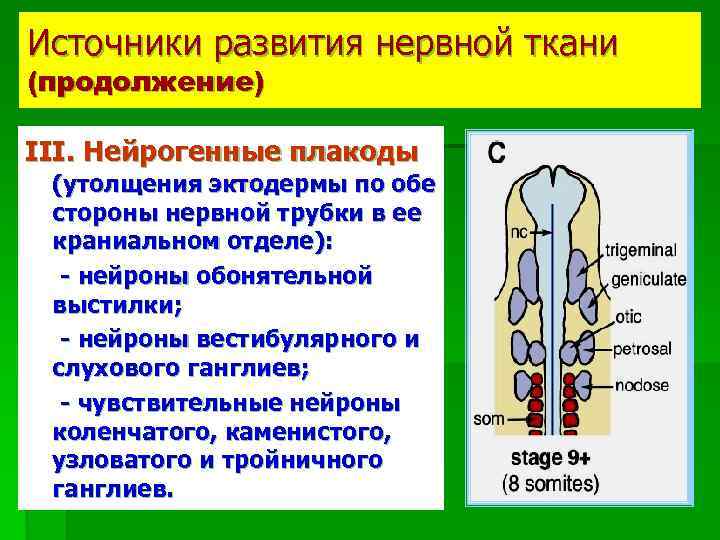 Источники развития нервной ткани (продолжение) ІІІ. Нейрогенные плакоды (утолщения эктодермы по обе стороны нервной
