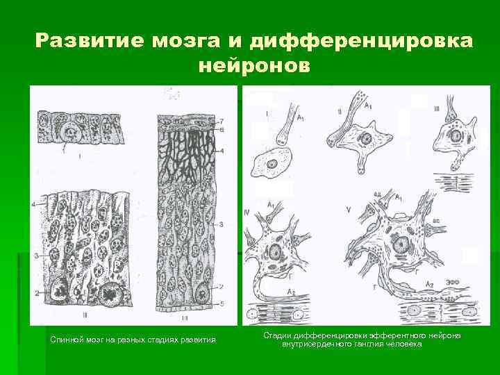 Развитие мозга и дифференцировка нейронов Спинной мозг на разных стадиях развития Стадии дифференцировки эфферентного