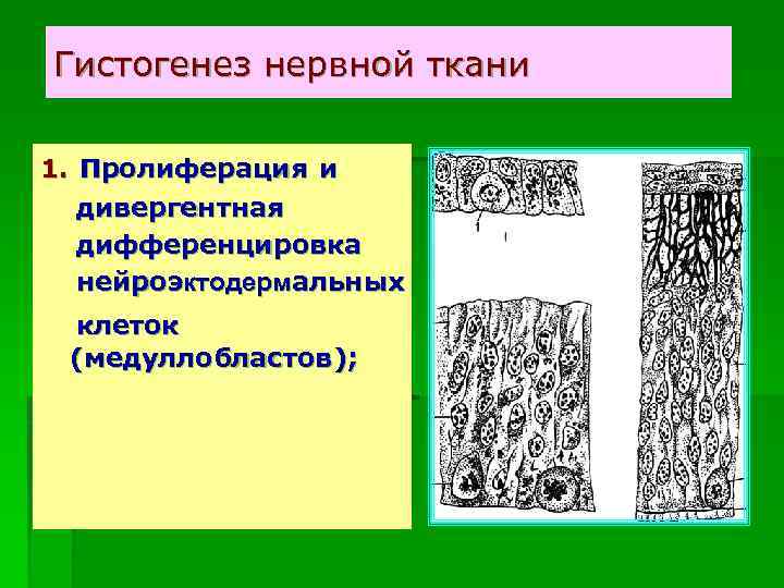 Гистогенез нервной ткани 1. Пролиферация и дивергентная дифференцировка нейроэктодермальных клеток (медуллобластов); 