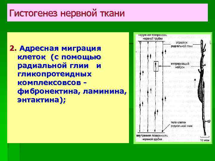 Гистогенез нервной ткани 2. Адресная миграция клеток (с помощью радиальной глии и гликопротеидных комплексовсов