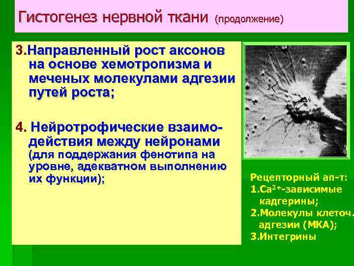 Гистогенез нервной ткани (продолжение) 3. Направленный рост аксонов на основе хемотропизма и меченых молекулами