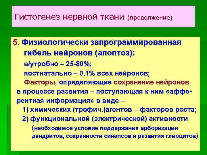 Гистогенез нервной ткани (продолжение) 5. Физиологически запрограммированная гибель нейронов (апоптоз): в/утробно – 25 -80%;