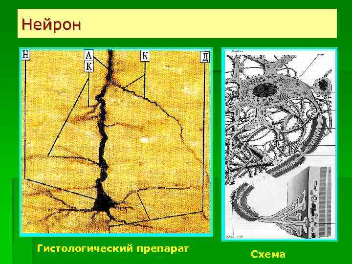 Нейрон Гистологический препарат Схема 