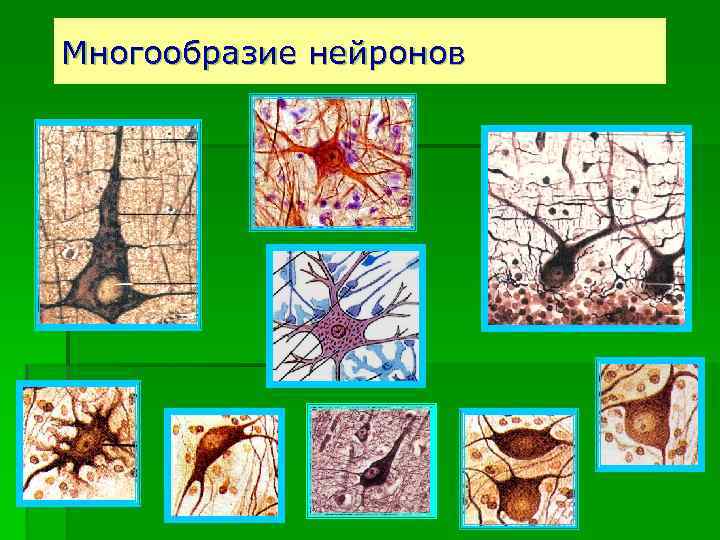 Многообразие нейронов 