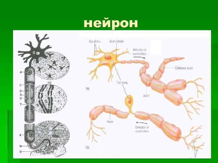 нейрон 