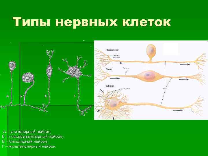 Типы нервных клеток А – униполярный нейрон, Б – псевдоуниполярный нейрон, В – биполярный