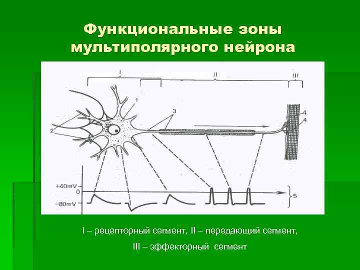 Функциональные зоны мультиполярного нейрона I – рецепторный сегмент, II – передающий сегмент, III –