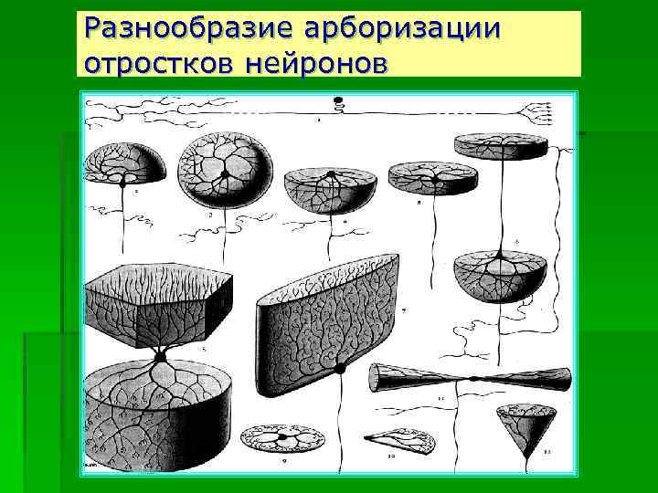 Разнообразие арборизации отростков нейронов 