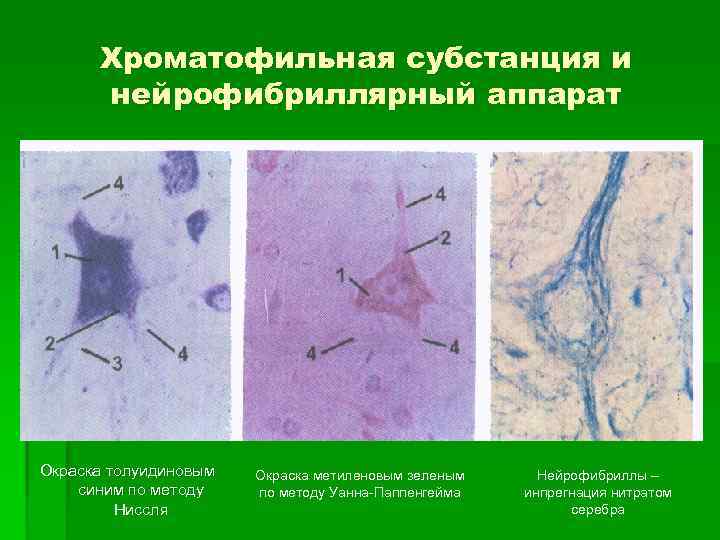 Хроматофильная субстанция и нейрофибриллярный аппарат Окраска толуидиновым синим по методу Ниссля Окраска метиленовым зеленым