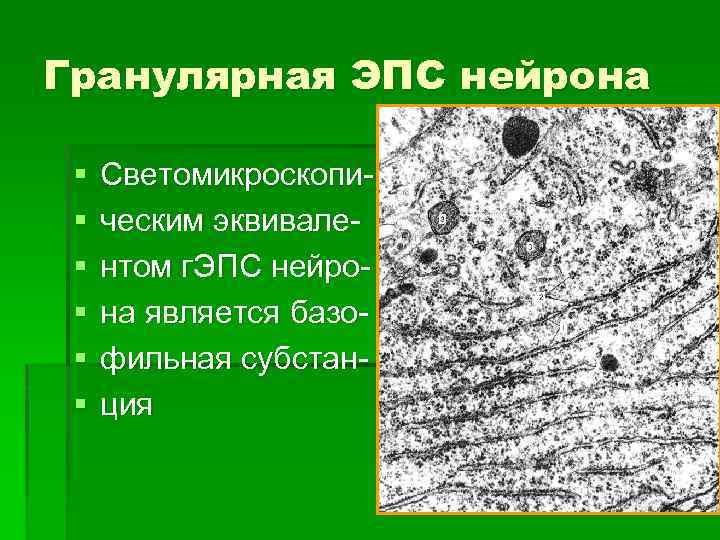 Гранулярная ЭПС нейрона § § § Светомикроскопическим эквивалентом г. ЭПС нейрона является базофильная субстанция