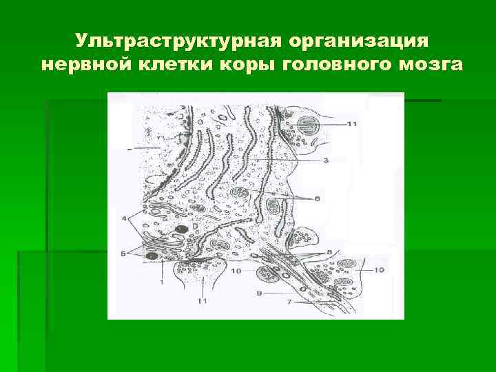 Ультраструктурная организация нервной клетки коры головного мозга 