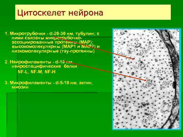 Цитоскелет нейрона 1. Микротрубочки - d-20 -30 нм, тубулин; с ними связаны микротрубочкоассоциированные протеины