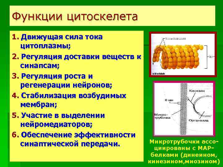 Функции цитоскелета 1. Движущая сила тока цитоплазмы; 2. Регуляция доставки веществ к синапсам; 3.