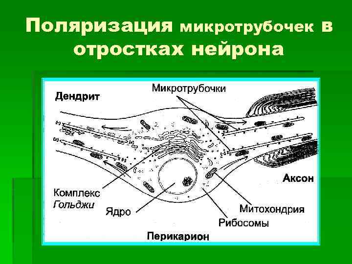Поляризация микротрубочек в отростках нейрона 
