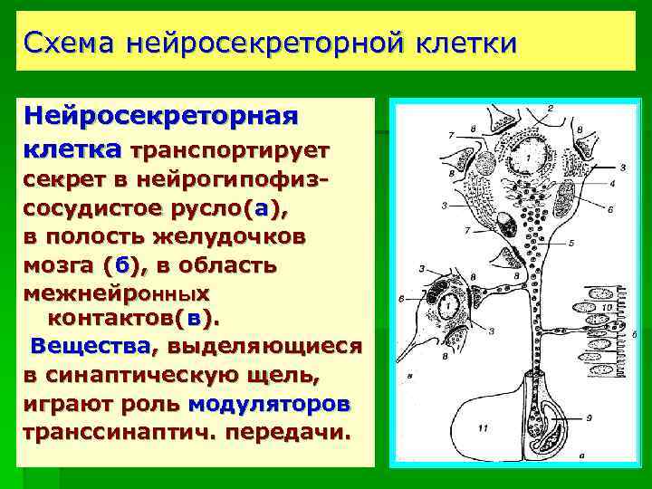 Схема нейросекреторной клетки Нейросекреторная клетка транспортирует секрет в нейрогипофизсосудистое русло(а), в полость желудочков мозга