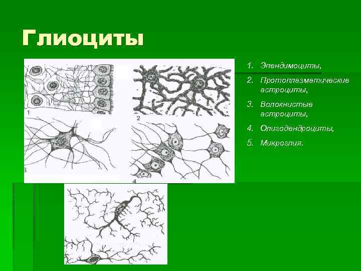 Глиоциты 1. Эпендимоциты, 2. Протоплазматические астроциты, 3. Волокнистые астроциты, 4. Олигодендроциты, 5. Микроглия. 