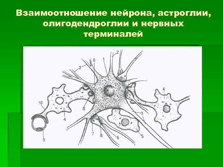 Взаимоотношение нейрона, астроглии, олигодендроглии и нервных терминалей 