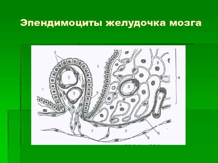 Эпендимоциты желудочка мозга 