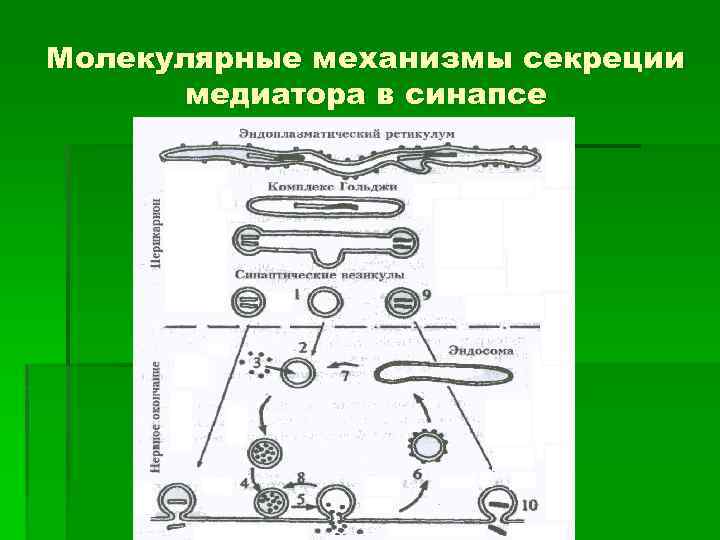 Молекулярные механизмы секреции медиатора в синапсе 