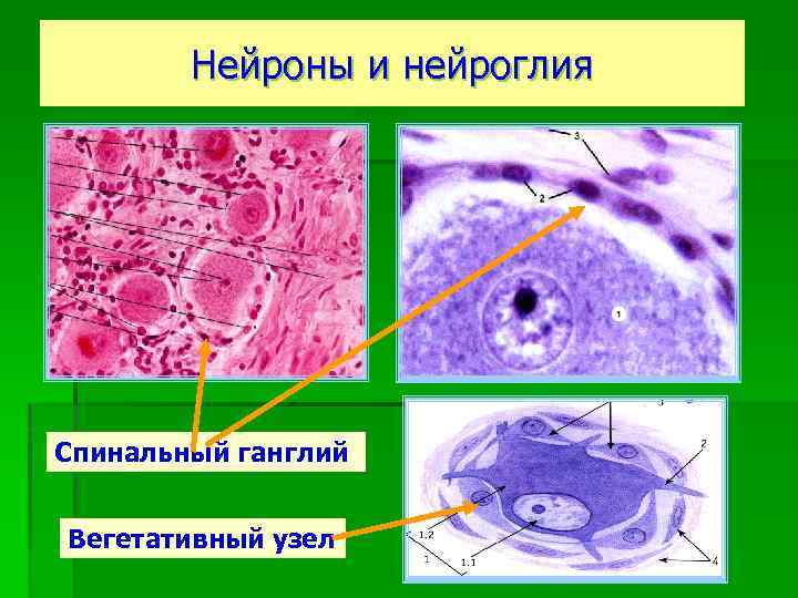 Нейроны и нейроглия Спинальный ганглий Вегетативный узел 