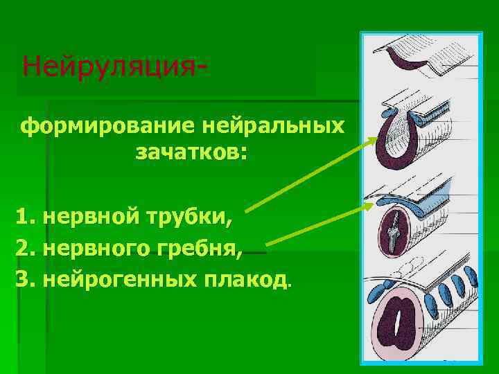 Нейруляцияформирование нейральных зачатков: 1. нервной трубки, 2. нервного гребня, 3. нейрогенных плакод. 