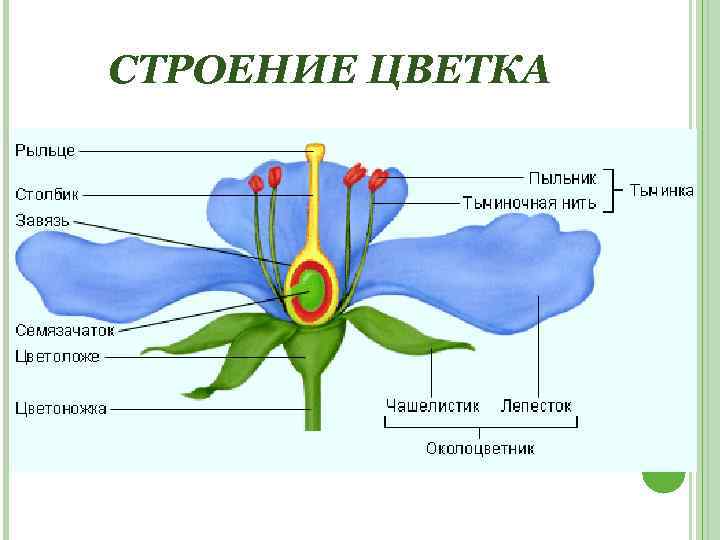 СТРОЕНИЕ ЦВЕТКА 