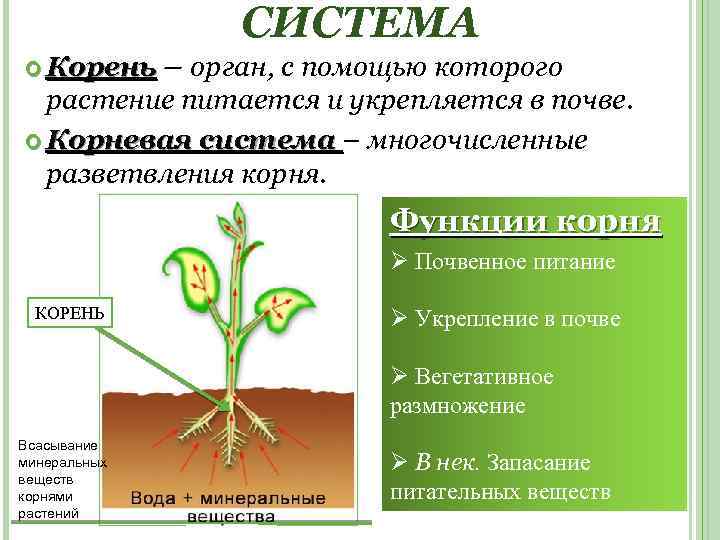 СИСТЕМА Корень – орган, с помощью которого растение питается и укрепляется в почве. Корневая