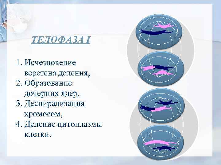 Деспирализация. Процесс образования веретена деления. Исчезновение веретена деления. Диспериоизация хромосом. Исчезновение веретена деления телофаза.