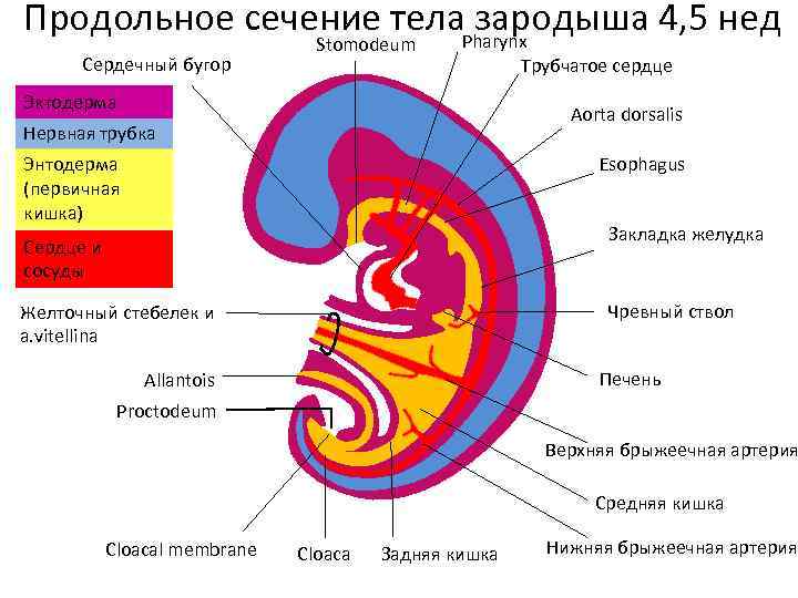 Продольное сечение тела. Pharynx зародыша 4, 5 нед Сердечный бугор Stomodeum Эктодерма Трубчатое сердце