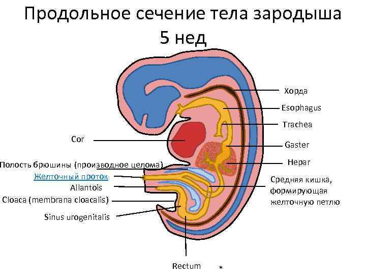 Продольное сечение тела зародыша 5 нед Хорда Esophagus Trachea Cor Gaster Hepar Полость брюшины