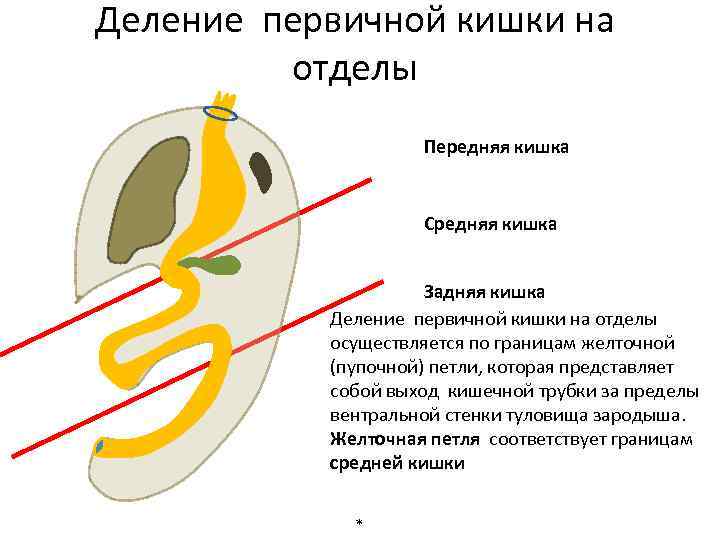 Деление первичной кишки на отделы Передняя кишка Средняя кишка Задняя кишка Деление первичной кишки