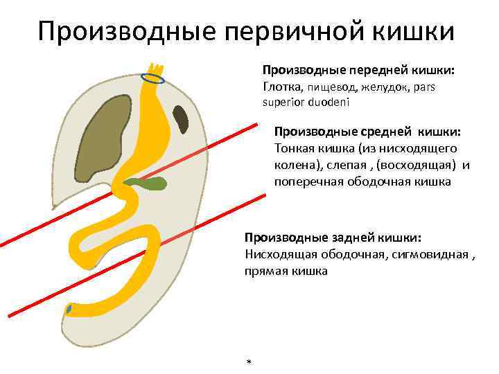 Производные первичной кишки Производные передней кишки: Глотка, пищевод, желудок, pars superior duodeni Производные средней