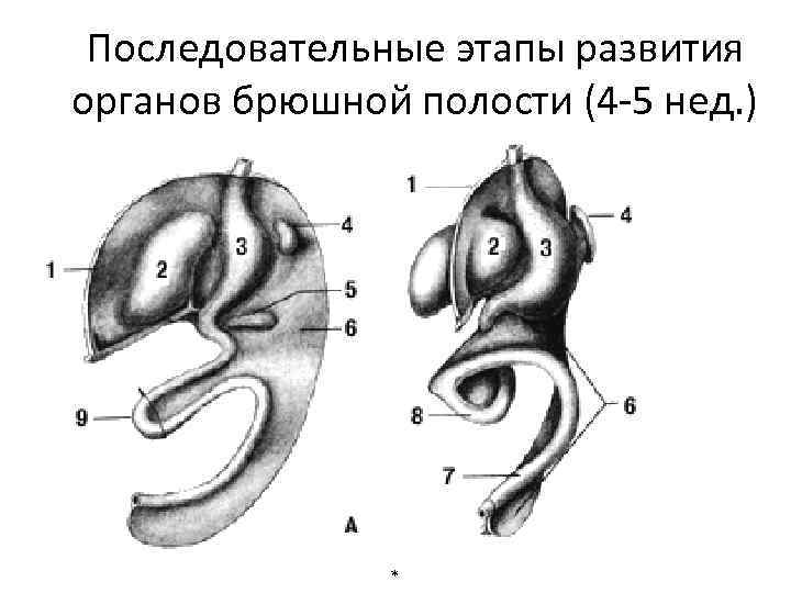 Последовательные этапы развития органов брюшной полости (4 -5 нед. ) * 