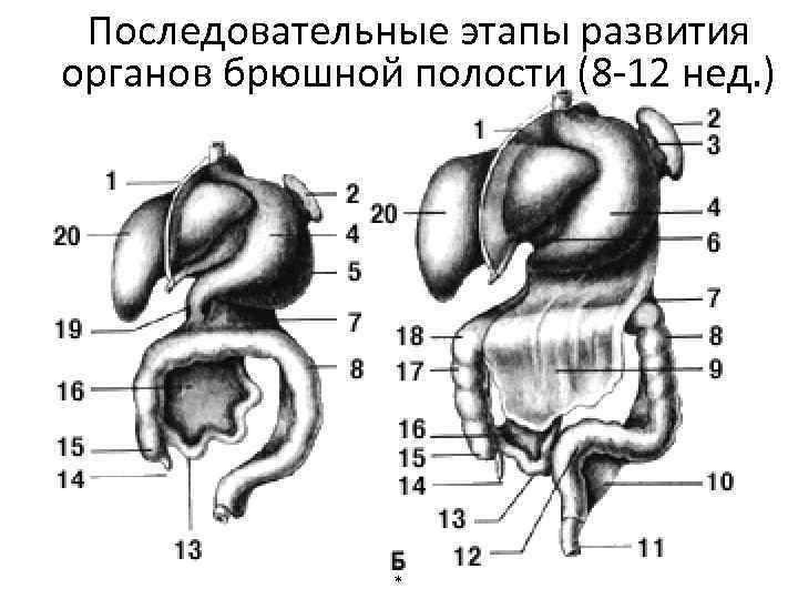 Последовательные этапы развития органов брюшной полости (8 -12 нед. ) * 