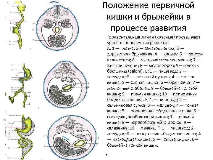 Положение первичной кишки и брыжейки в процессе развития Горизонтальные линии (красные) показывают уровень поперечных